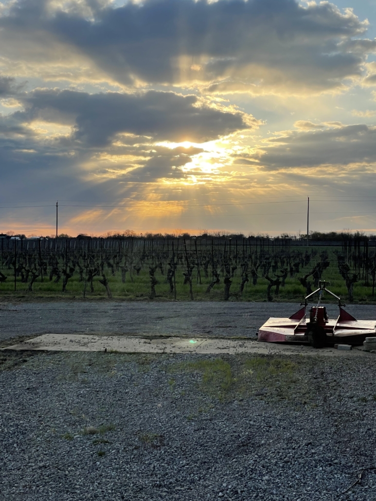 Sunset over vineyard with dramatic clouds.
